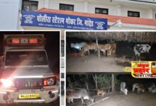 Photo of कत्तलीसाठी नेणारे ११ गोवंश भोकर पोलीसांनी पकडले