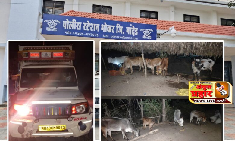 Photo of कत्तलीसाठी नेणारे ११ गोवंश भोकर पोलीसांनी पकडले
